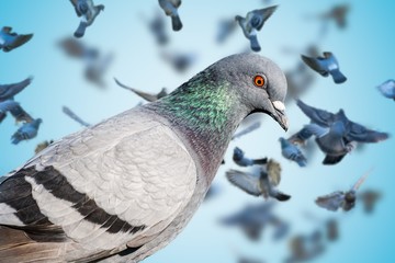Close view on pigeon. Many pigeons flying in background.