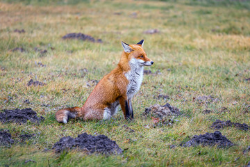 A beautiful fox sitting on the field.