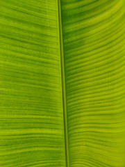 The banana leaf pattern.The stripes of green foliage background.