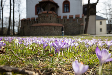 Fruehling blühen Märzenbecher Natur erwachen Sonne
