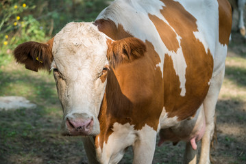 Obraz na płótnie Canvas COW orange white in the yard. dairy products