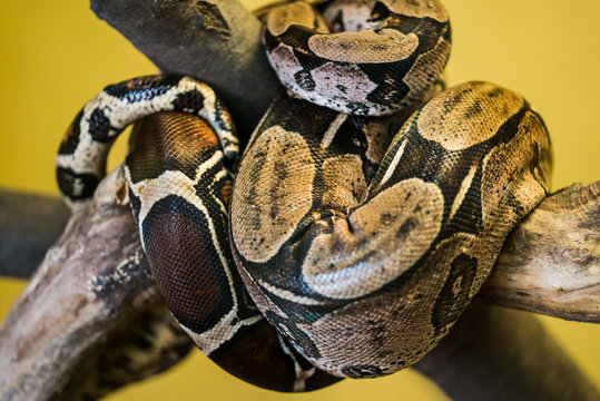 boa on a tree in a zoo