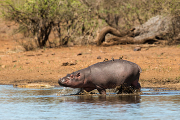 Hippopotame, Hippopotamus amphibius, Piqueboeuf à bec rouge, Red billed Oxpecker, Buphagus erythrorhynchus, Afrique du Sud