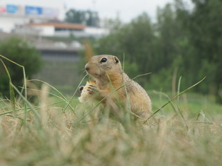 gopher in the city3