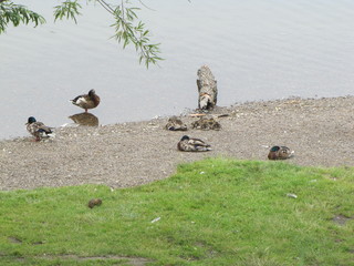ducks in the pond