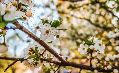 Spring cherry blossom white blooming flowers on tree as floral botanical backdrop background