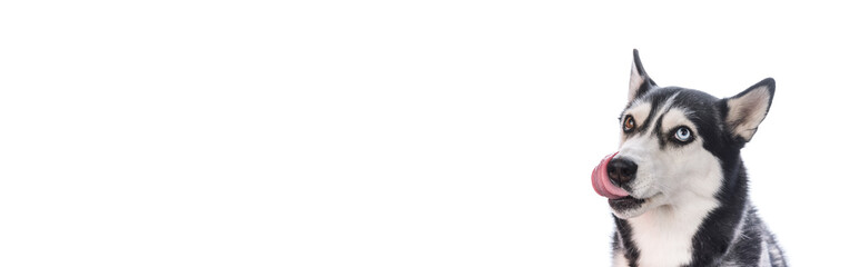 Funny husky dog licked with a cunning snout banner. Funny pet face. Dog diet. White background