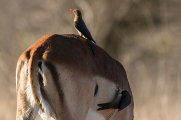Piqueboeuf à bec rouge, Red billed Oxpecker, Buphagus erythrorhynchus, Impala, femelle, Aepyceros...