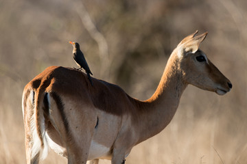 Piqueboeuf à bec rouge, Red billed Oxpecker, Buphagus erythrorhynchus, Impala, femelle, Aepyceros...