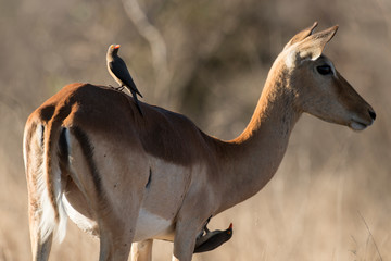 Piqueboeuf à bec rouge, Red billed Oxpecker, Buphagus erythrorhynchus, Impala, femelle, Aepyceros...