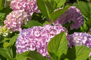 Blooming pink and purple Hydrangea flowers. Summer flowers in the garden. Colorful bush of hortensia. Closeup of Hortensia flower.