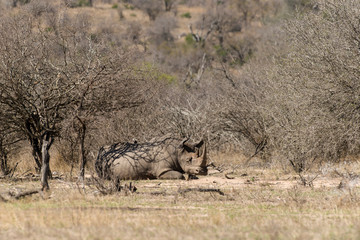 Rhinocéros blanc, white rhino, Ceratotherium simum, Parc national Kruger, Afrique du Sud