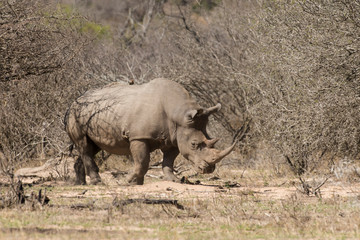 Obraz premium Rhinocéros blanc, white rhino, Ceratotherium simum, Parc national Kruger, Afrique du Sud