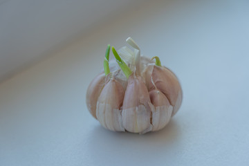 sprouted isolated garlic on white background
