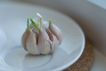 Closeup view of sprouted isolated garlic on white plate