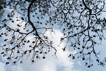 silhouette dry twigs in the sky background