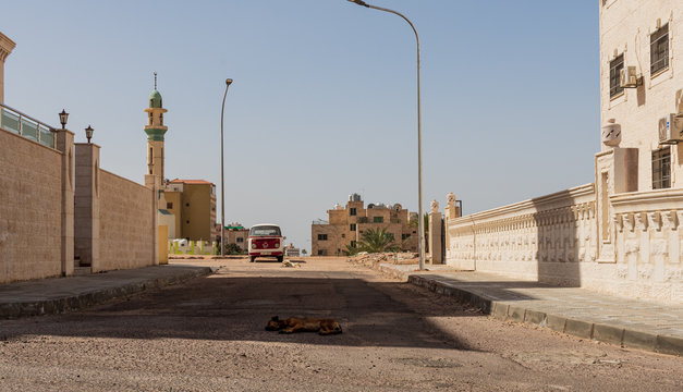 Dogs in Jordan