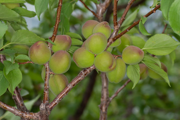 天空の農園の杏