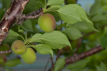 天空の農園の杏