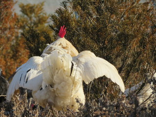 Tail view of a white rooster fluffing up its wings in a show of dominance