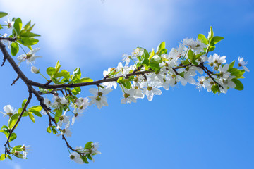 Spring border, background art with white blossom. Blooming blossom sakura tree over blue sunny sky bokeh. Easter sunny day. Spring flowers. Springtime. For easter and spring greeting cards, copy space