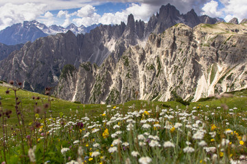 Incredible nature landscape in Dolomites Alps. Spring blooming meadow. Flowers in the mountains. Spring fresh flowers.