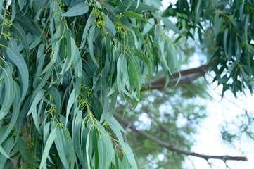 eucalyptus leaves. branch eucalyptus tree nature outdoor background