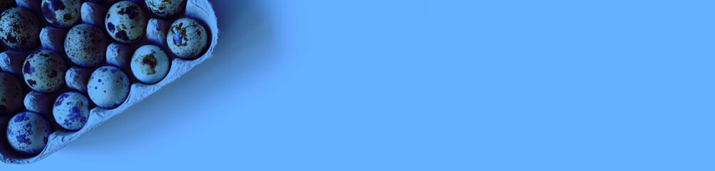twenty quail eggs in a cardboard box on a blue background. space for text. banner. toned in classic blue color trend 2020 year