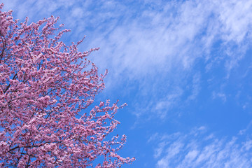 Spring background art with pink blossom. Blooming sakura tree over blue sunny sky bokeh. For easter and spring greeting cards, copy space