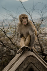 Naklejka premium Monkey in Swayambhunath, the World Heritage Site declared by UNESCO, teasing it's viewer