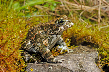green toad / Wechselkröte (Bufotes viridis) Germany / Deutschland