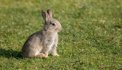 Rabbit Baby Sitting on Grass