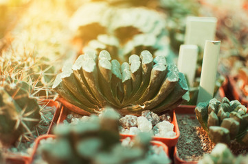 Succulents, echeveria kalanchoe succulent house plants. Succulents grown in greenhouses in the sun....