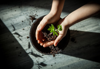 children planting tomato seedling