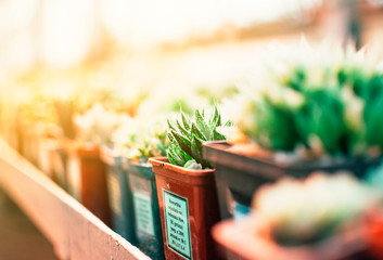 Succulents, echeveria kalanchoe succulent house plants. Succulents grown in greenhouses in the sun. Houseplant concept for decoration.Selective focus.