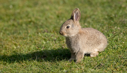 Rabbit Baby Sitting on Grass