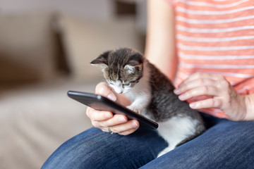 Fototapeta na wymiar Woman surfing the net on smart phone and holding kitten