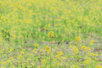 菜の花畑