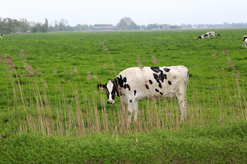 Eine schwarz weiße Kuh grast auf einer satten grünen Wiese