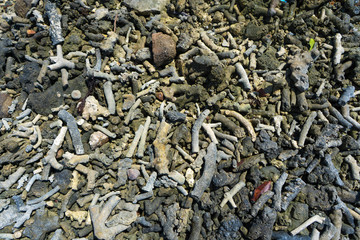 Debris of coral on the beach near the water. Coral beach.