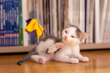 Fototapeta na wymiar Kitten playing at home