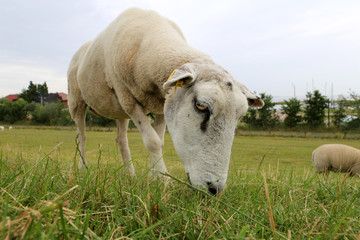 Ein junges Schaf beim Grasen auf eine frische grüne Wiese, an der Nordsee Halbinsel Butjadingen