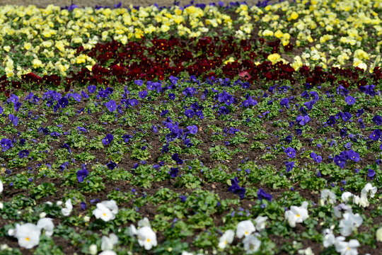 Spring flowers blooming in the park