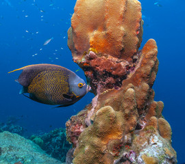 Caribbean coral garden