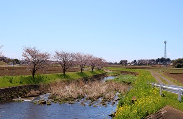 Obraz premium 春 さくら 川 菜の花 風景 茨城