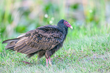turkey vulture,Cathartes aura