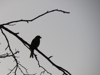 disfrutando el momento antesde emprender el vuelo
