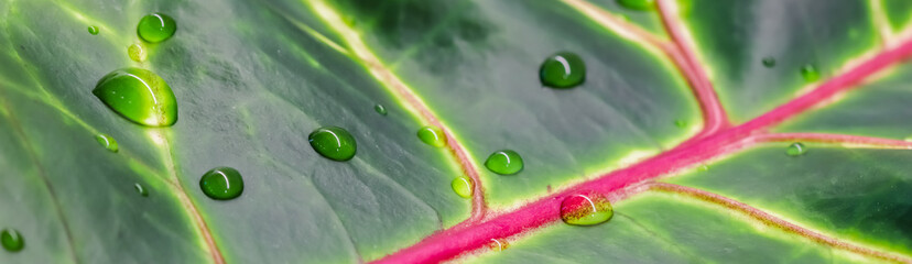 Abstract green background. Macro Croton plant leaf with water drops. Natural backdrop © OLAYOLA