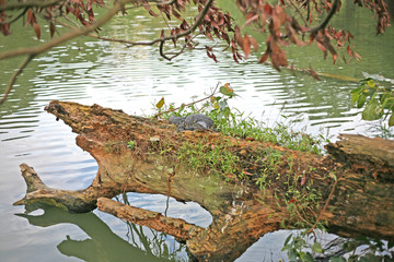 Asian Water Monitor Lizard sits on a tree tunk in Kandy, Sri Lanka