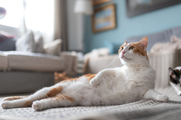 gato blanco y marron se acuesta comodamente sobre la alfombra en una postura divertida